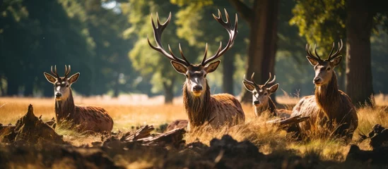 Fototapete Resting red deer Cervus elaphus in Europe known as stags in natures shade © TheWaterMeloonProjec