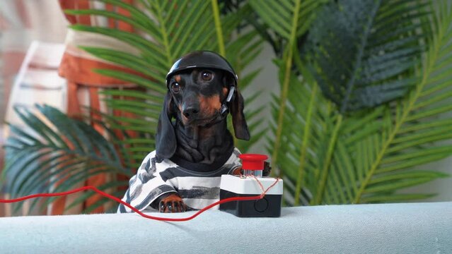 Funny dachshund dog in helmet, striped prison robe presses red button with wires, toy bomb detonator, innocent look. Children war games, sapper blows up projectile, entertainment, dangerous quest