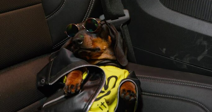 Funny dachshund dog in stylish clothes, leather jacket, sunglasses, lies on back seat of car, turns his head in confusion, drives through city at night in flickering lights Bachelor party nightlife