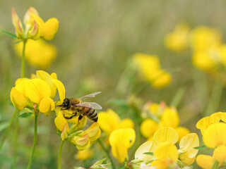bee on yellow flower insect nature