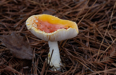 Large wild white. and orange mushroom, Texas.
