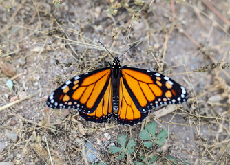 monarch butterfly insect delicate orange bug nature animal