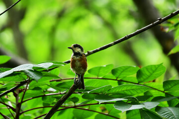 枝先に止まるヤマガラの幼鳥