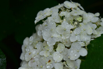 アナベルに雨