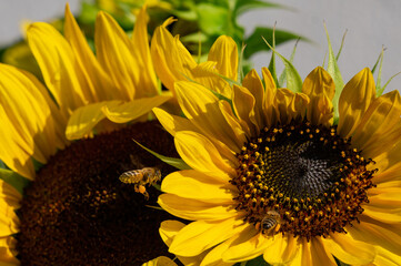 Bees loaded with pollen on sunflowers, Fairbanks, Alaska.