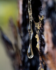 Macro of twisting amber drop of pine tree sap.