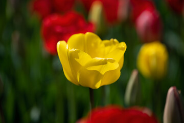 Beautiful yellow tulip in a field of red.