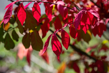 Beautiful fall color leaves with light and shadow.