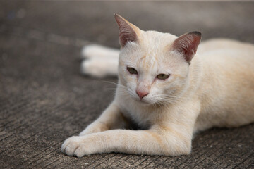 Thai white cat lying on the ground and looking at camera.