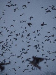 鳥の群