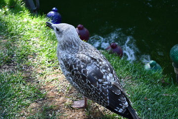 Gull