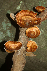 bracket fungi