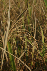 rice ready to harvest