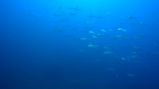 2つのハンマーリバーが合流_神子元島_2022.8.7