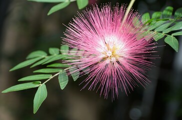 Light purple color of Surinam Powderpuff flower