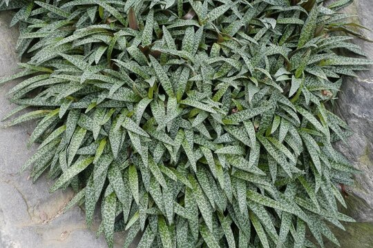 Beautiful leaves of Silver Squill with scientific name Ledebouria socialis