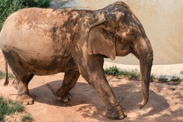 Fototapeta premium Elephants in the nature reserve on the island of Samui in Thailand