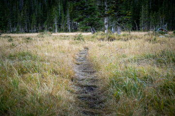 worn walking path in woods