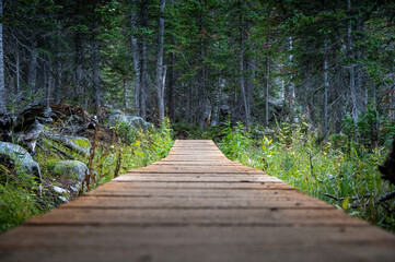 boardwalk in the woods