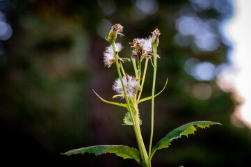 flower of a thistle