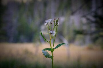 flowers in the morning