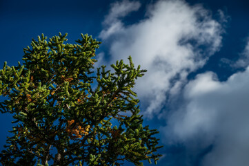 sky and tree