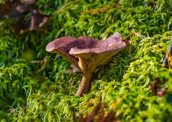 mushroom in the forest