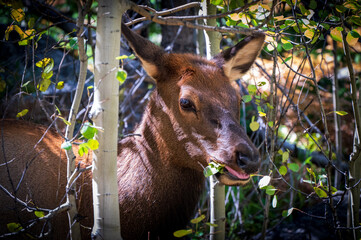 Elk Chewing Leaves In Woods