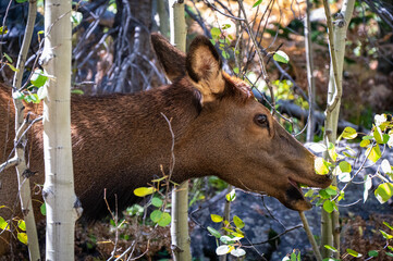 Elk With Mouth Open In Woods