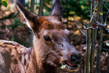 Portrait of Elk In Woods