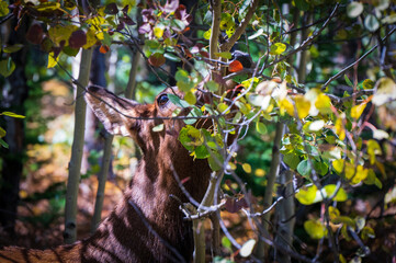 Elk Looks Up Eating