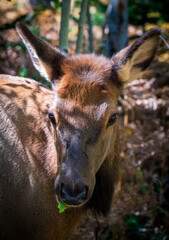 Elk Looking Straight Ahead In Woods