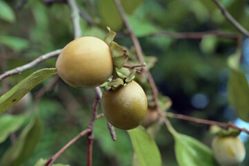 くすんだ色の実が木に