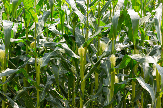 Panoramic view of corn field with soothing green background.