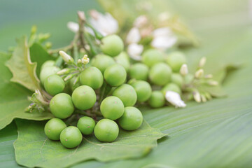 Small bunches of small green eggplants.