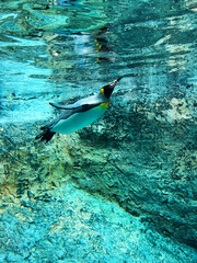 King Penguin swimming freely and comfortably in the water