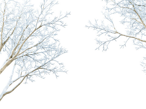 Branches of a tree in winter on white isolated
