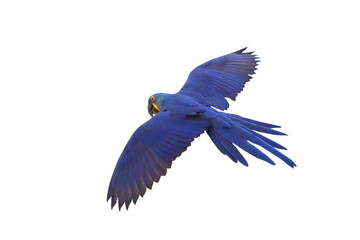 King of parrot Hyacinth macaw flying isolated on transparent background png file
