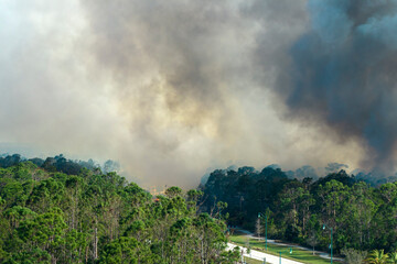 Huge wildfire burning severely in Florida jungle woods. Hot flames in forest. Thick smoke rising up