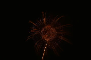 Fototapeta premium fireworks in the night sky