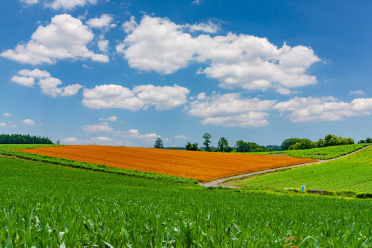美瑛の丘」の写真素材 | 22,859件の無料イラスト画像 | Adobe Stock