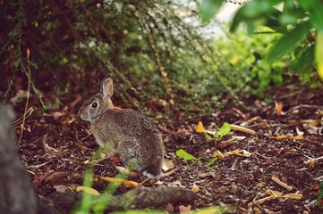 Naklejka na ściany i meble Cure wild rabbit in its natural environment among fresh green grass, Victoria, BC, Canada