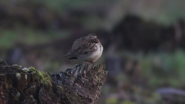 WoodLark preening on a stumb in the forest