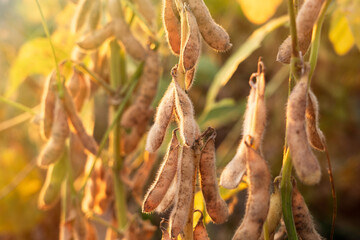 Ripe soybean plants. Soybeans in a field.Soy pods. - obrazy, fototapety, plakaty