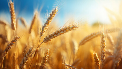 Obraz premium Agricultural wheat nature plant summer farming field