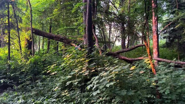 dense forest view with a broken fallen tree after the storm in the middle of the green forest