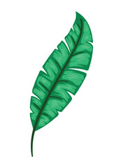 Obraz premium exotic leaf plant illustration