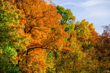 Fototapeta premium A tree in the fall changing colors on a clear sunny day at Kensington Metropark in Milford, a suburb of Detroit, Michign
