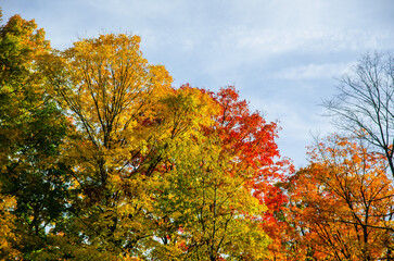 Naklejka premium A tree in the fall changing colors on a clear sunny day at Kensington Metropark in Milford, a suburb of Detroit, Michign