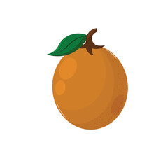 Fresh Apricot | Fruity Fruits